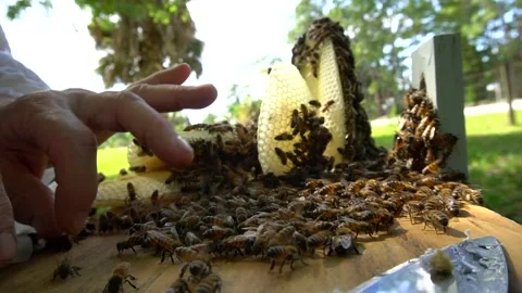Beekeeper searching for Queen Bee in small hive cluster in 23.98p HD Stock Footage 146149873