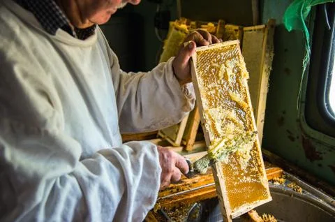 The beekeeper separates the wax from the honeycomb frame. Stock Photos