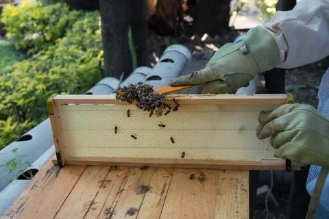Beekeeper separating honeycomb cluster from hive frame Stock-Fotos