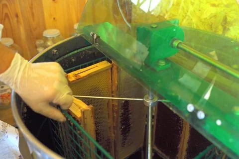 The beekeeper sets frames with honey in the honey extractor. Stock Photos