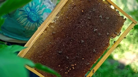 The beekeeper shakes off the bees from the frame. bee frame with honeycombs Stock Footage 160284302