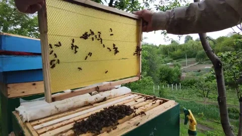 Beekeeper shakes the honeycomb covered with bees near hive,honeybee life Stock Footage 131128710