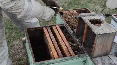 Beekeeper Shaking Bees into Hive Video stock 51943988
