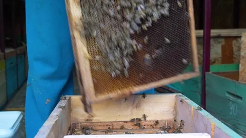 Beekeeper Shaking Bees from Honeycomb Frame into Hive Slow Motion Stock Footage 341400819