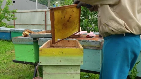 Beekeeper Shaking Honey Bees from Frame into Hive, Romania Stock Footage 341400808