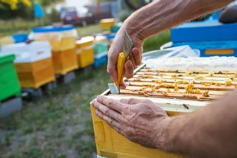 Beekeeper shares frames in hive with hive tool. uniting bee family and puts Stock Photos
