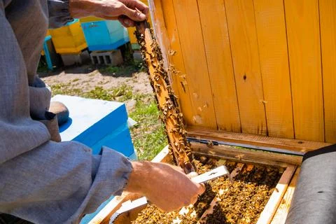 Beekeeper shares frames in hive with hive tool. uniting bee family and puts Stock Photos