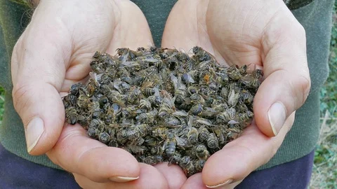 Beekeeper is showing dead bees Stock Footage 105572491