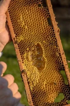 Beekeeper showing honeycomb frame Stock Photos