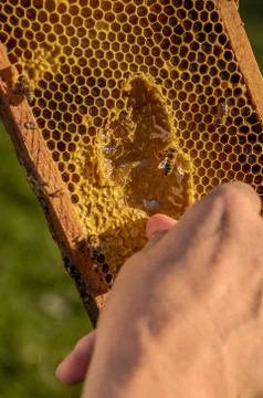 Beekeeper showing honeycomb frame Stock Photos