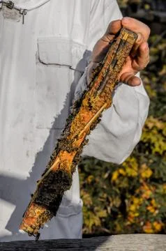 Beekeeper showing honeycomb frame Stock Photos