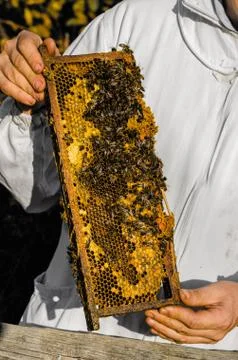 Beekeeper showing honeycomb frame Stock Photos