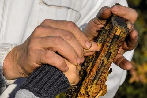 Beekeeper showing honeycomb frame Stock Photos