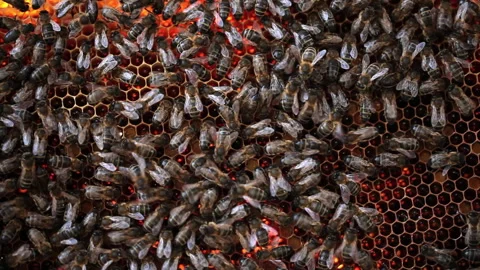 Beekeeper showing the inside of a beehive Vidéo 233142456