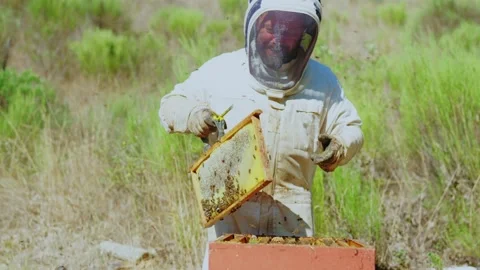 Beekeeper showing a panel and storing it in a hive Stock Footage 218222561