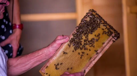 Beekeeper showing a vector with bees on it to the guests of a beehouse Stock Footage 54424732