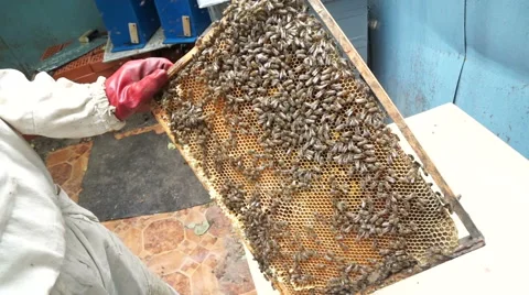 Beekeeper shows frame Stock Footage 53850057