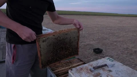 The beekeeper shows a honeycomb Stock Footage 136244522