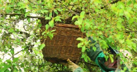 Beekeeper shuffles the flown out bee swarm with the queen bee into the baske Stock Footage 195932687