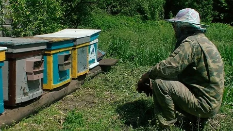 Beekeeper sit and looking at Beehive Video stock 76069111