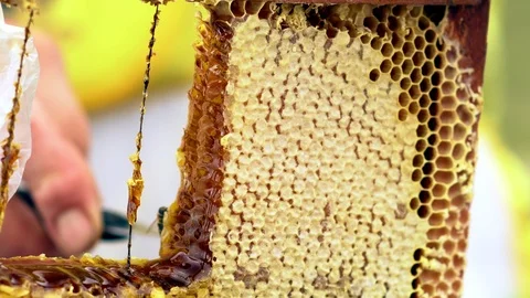 Beekeeper slicing a portion of honey comb Stock Footage 115084397