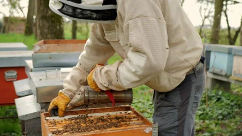 Beekeeper with smoker for bees Stock Footage 308863033