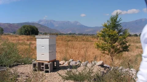 A beekeeper smokes his hives and checks his bees Stock Footage