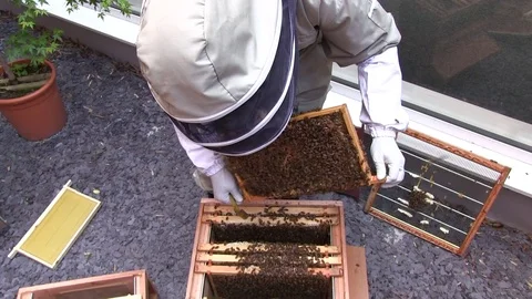 Beekeeper smoking bees Stock Footage 83831741