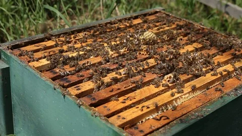 Beekeeper smoking  bees in a hive Stock Footage 77216450