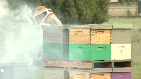 Beekeeper Smoking Hive Boxes Stock Footage 92968539
