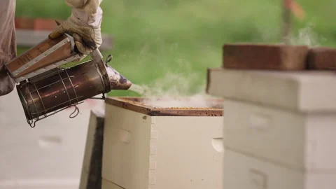 Beekeeper smoking hives Stock Footage 287894036