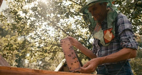 The beekeeper in special hat veil is working with beehives in the garden. Shot Stock Footage 92084069