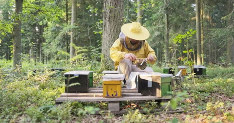 A beekeeper spends his time in the middle of the woods holding a frame of Stock Footage 165017934