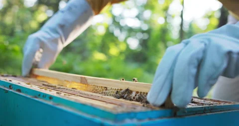 A beekeeper spends time at the hives on the apiary, carefully placing slowly Stock Footage