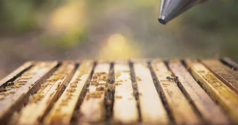 A beekeeper spends time in the middle of the forest by the beehives, holding a Stock-Footage 165015120