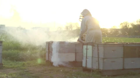 Beekeeper spraying smoke on beehive Stock Footage 50169138