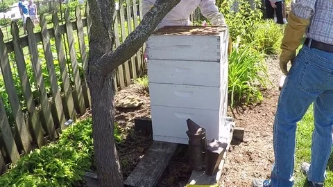 Beekeeper stacking trays of a beehive Stock Footage 78251690