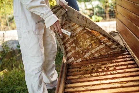 Beekeeper in suit is working at apiary. Opening wooden beehive Apiculture con Stock Photos