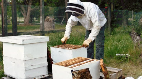 Beekeeper to take care of bees Stock Footage 38377235