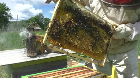 Beekeeper takes the bee frame Stock Footage 51172130
