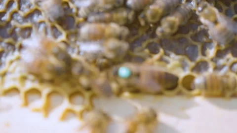 The beekeeper Takes A Frame Of Honeycombs From The Hive. Industrial Bee Apiary. Stock Footage 143916763