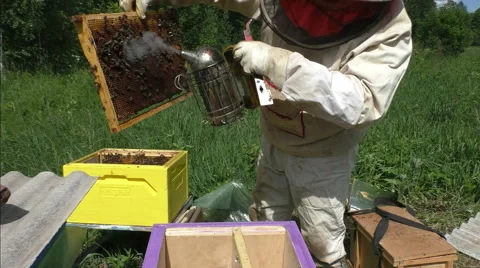 Beekeeper takes the frame in the search of the bee queen Stock Footage 51171795