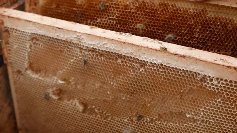 Beekeeper takes the frame with wax from the beehive Stock Footage 137729948