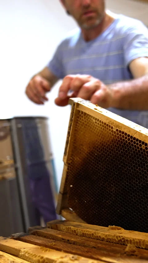 Beekeeper takes honey frames from special box  Stock Footage 276445958