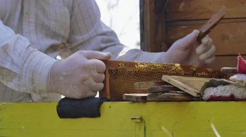 Beekeeper takes out the frame with bees from the hive close up Stock-Footage 68655998