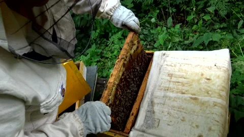 Beekeeper takes out a frame with bees from the hive. Organic honey production 스톡 동영상 201100186
