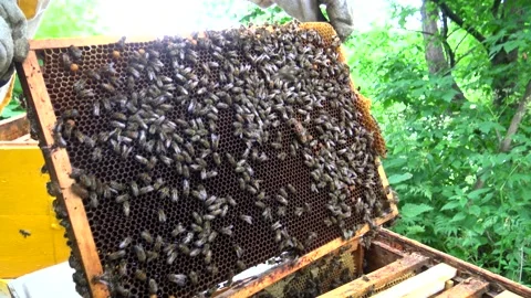 Beekeeper takes out a frame with bees from the hive. Organic honey production 스톡 동영상 201100447