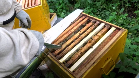 Beekeeper takes out a frame with bees from the hive. Organic honey production 스톡 동영상 201265694
