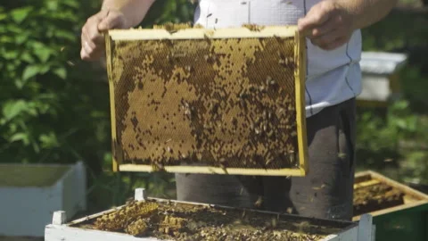 The beekeeper takes out a frame with bees from hive and examines. Video stock 231713109