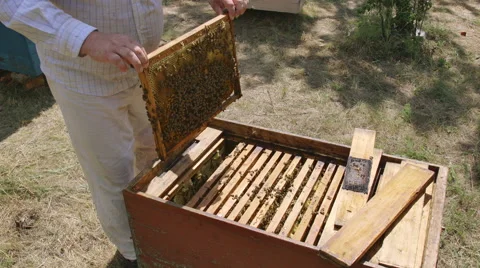 Beekeeper takes out the frame from the hive studying it carefully Stock-Footage 68732441